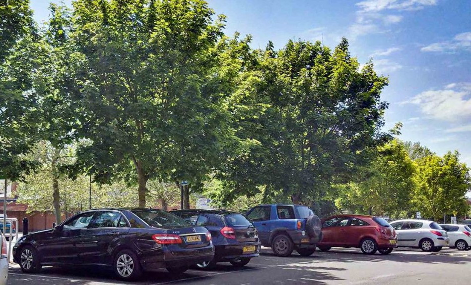 Parkir Mobil di Bawah Pohon